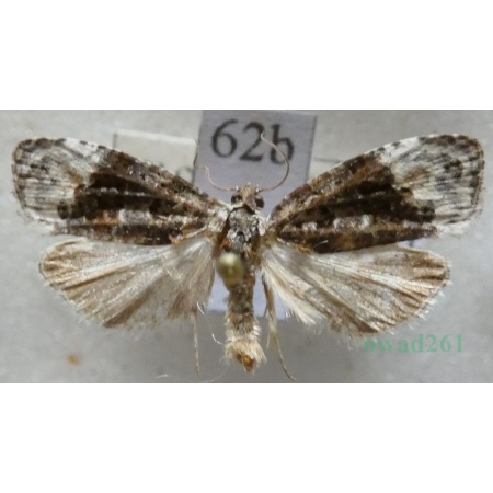 Apotomis betuletana (Haworth, 1811) Slovakia62b